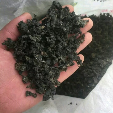 地皮菜