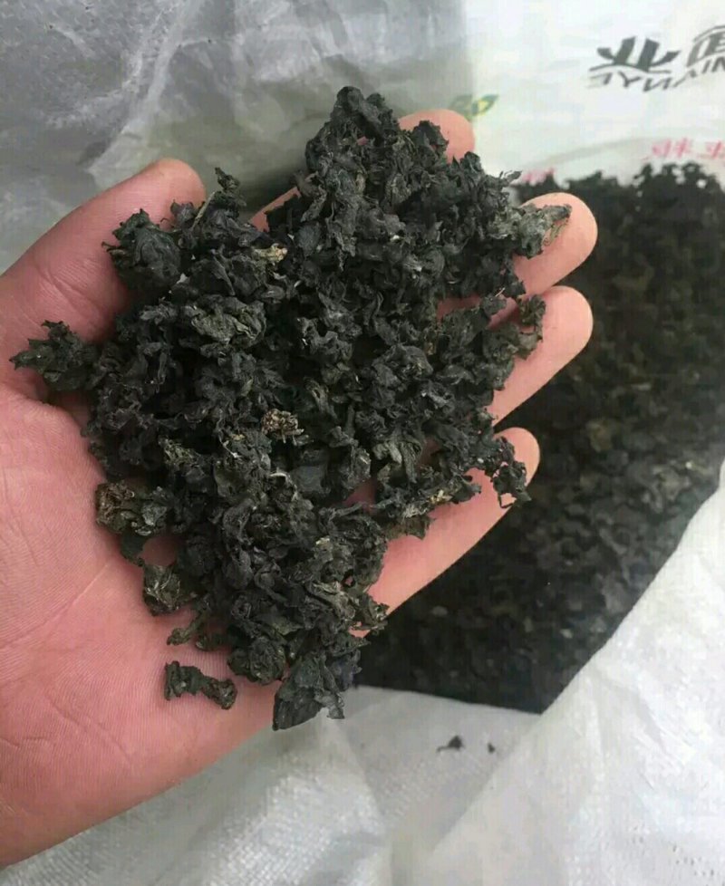 地皮菜