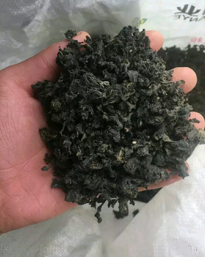 地皮菜