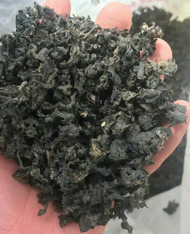 地皮菜