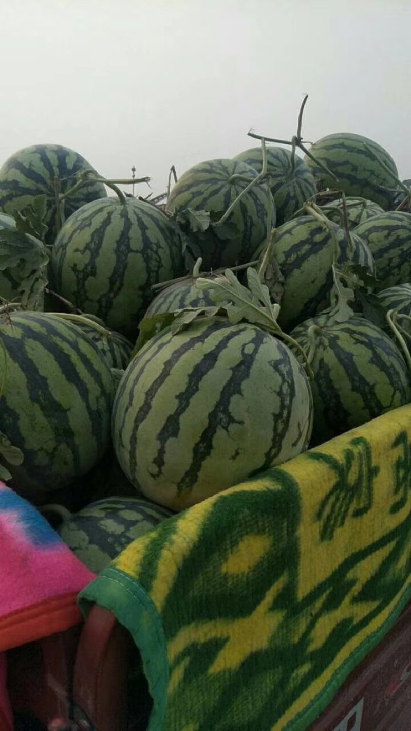 景新个大皮薄不嫁接，不嫁接直播苗