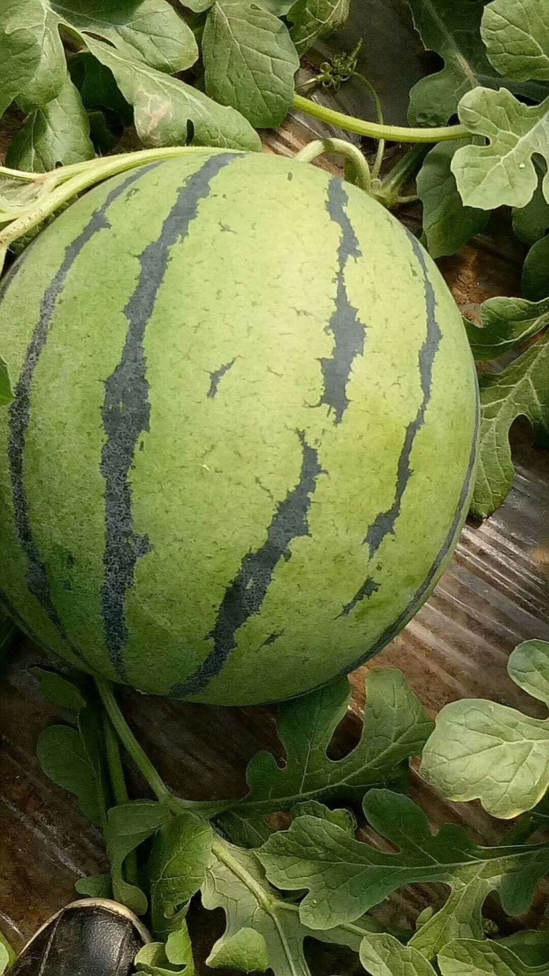 景新个大皮薄不嫁接，不嫁接直播苗