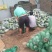 水果冬瓜，…………………………………………