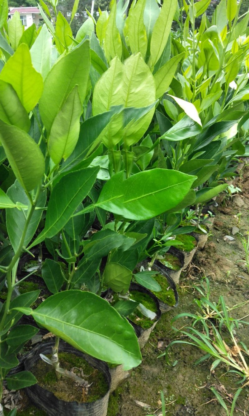 甘平柑橘苗，晚熟，糖度高，易薄皮，大果形，丰产量好。