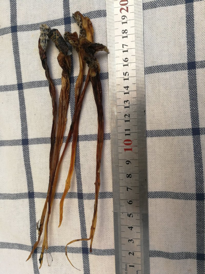 蛇鞭干货中药材批发零售