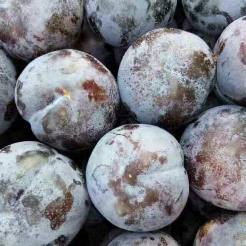 黑李系列，黑布林，黑宝石黑琥珀大量上市口感鲜脆甜可口