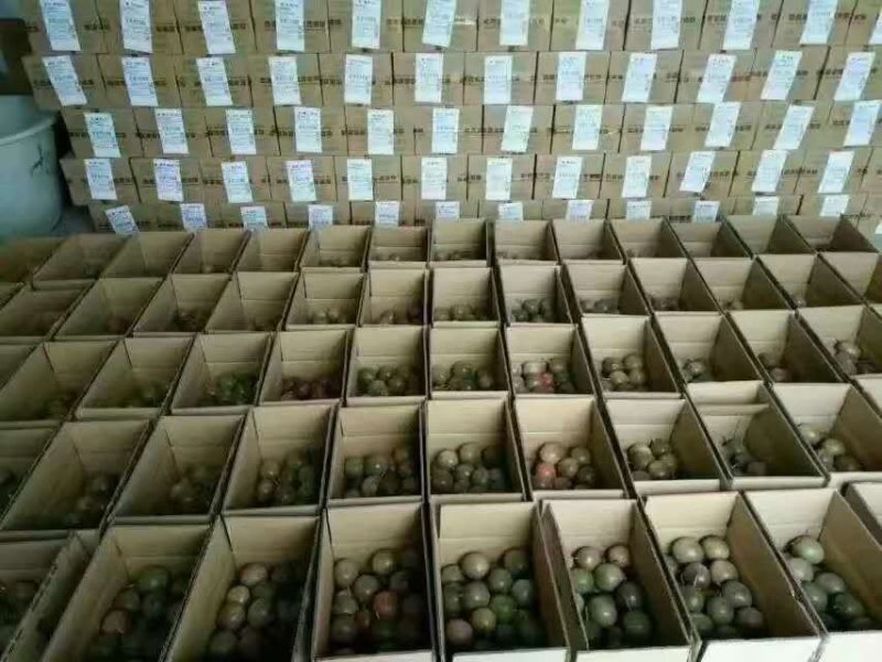 广西百香果一件代发