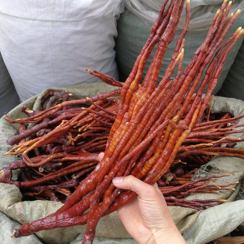 灵芝草滋补泡酒材料灵芝草