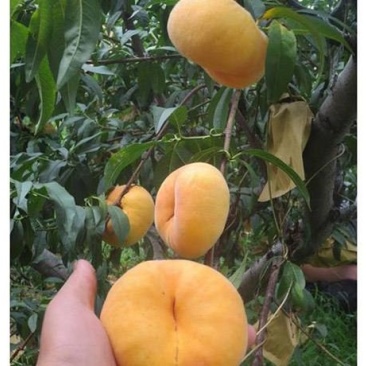 黄金蟠桃中蟠11