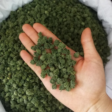 三七花中药材四年三七花泡茶