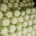 东北白菜，吉林白菜，黄心菜，大量有货，欢客商迎采购