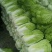 东北白菜，吉林白菜，黄心菜，大量有货，欢客商迎采购