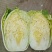 东北白菜，吉林白菜，黄心菜，大量有货，欢客商迎采购