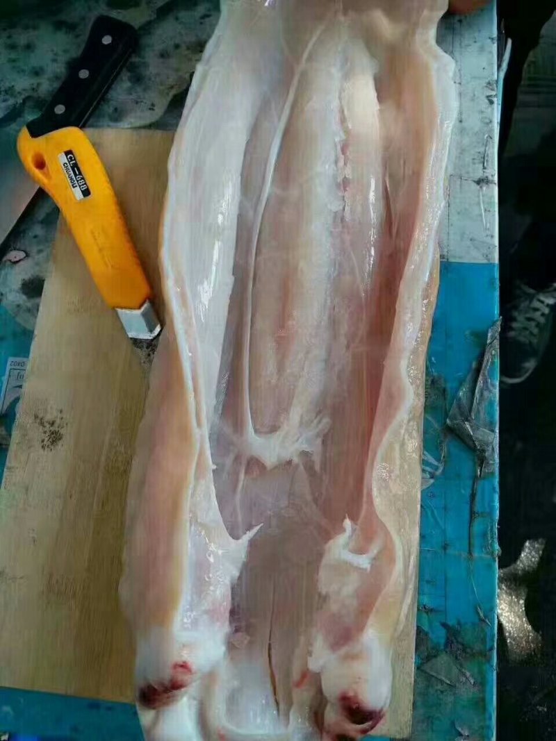 深海鲨鱼肚，鲨鱼肚条，厂家直接供应！欢迎垂询！