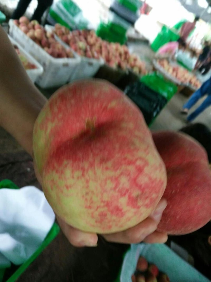 毛桃！早生上市。免费代办