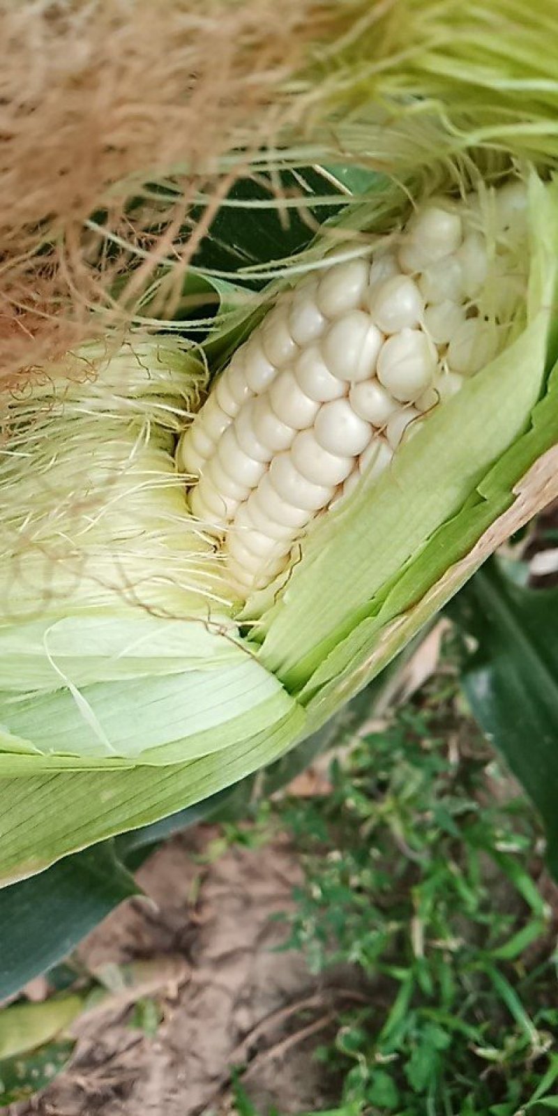 白糯米