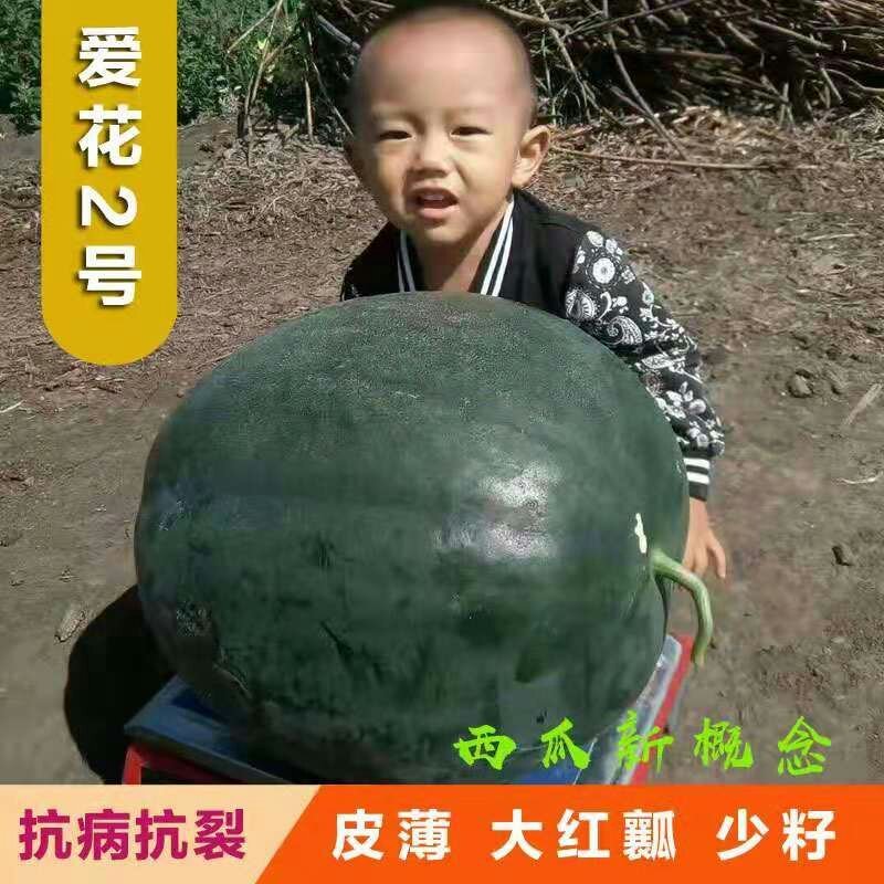 爱花二号黑皮西瓜种子皮薄坚韧大红瓤糖度高特抗重茬
