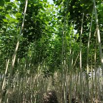 吉林省小城黑杨树苗自家种植专业培育品种纯，质量好