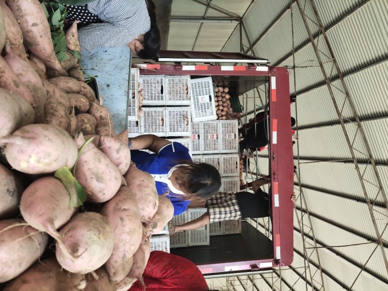 龙薯9号