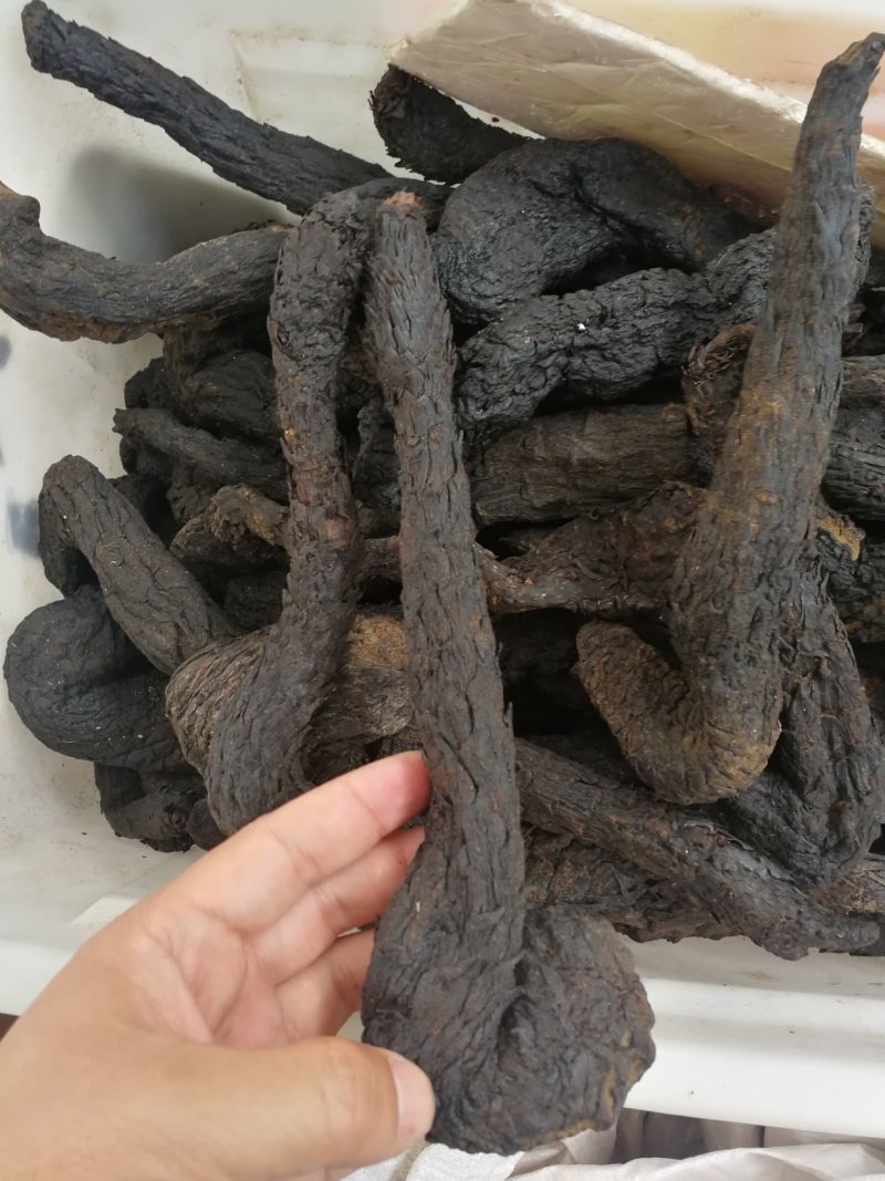 肉苁蓉沙漠野生油苁蓉软苁蓉