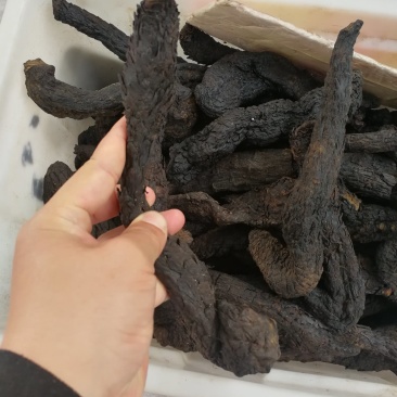 肉苁蓉沙漠野生油苁蓉软苁蓉