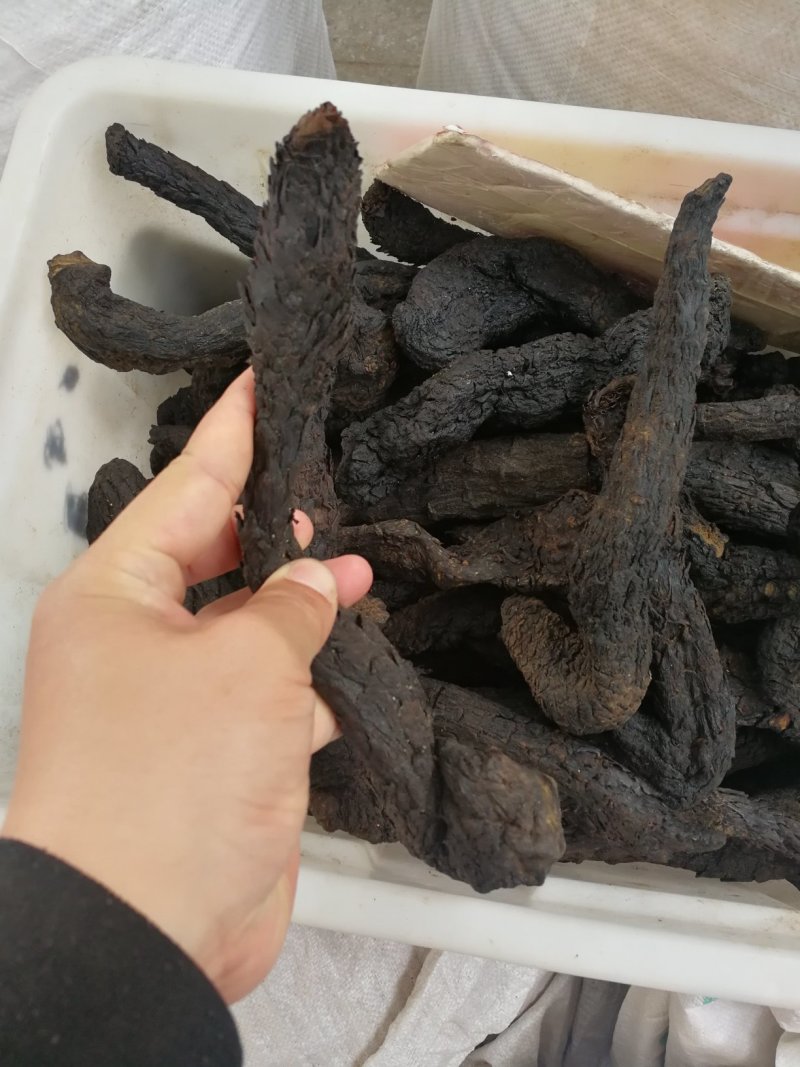 肉苁蓉沙漠野生油苁蓉软苁蓉