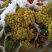 云南鲜花，基地直供，玫瑰花，百合，菊花，满天星，勿忘我等
