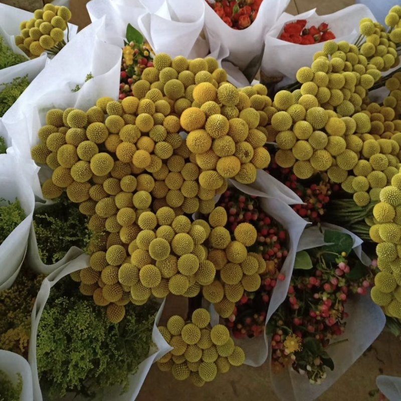 云南鲜花，基地直供，玫瑰花，百合，菊花，满天星，勿忘我等