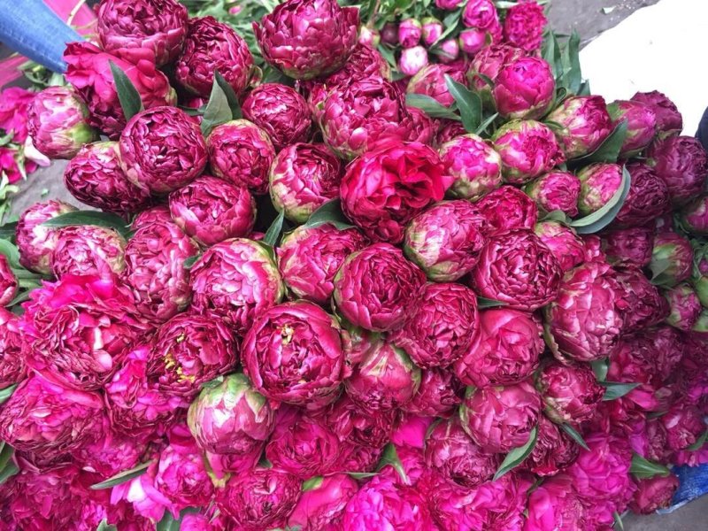 云南鲜花，基地直供，玫瑰花，百合，菊花，满天星，勿忘我等