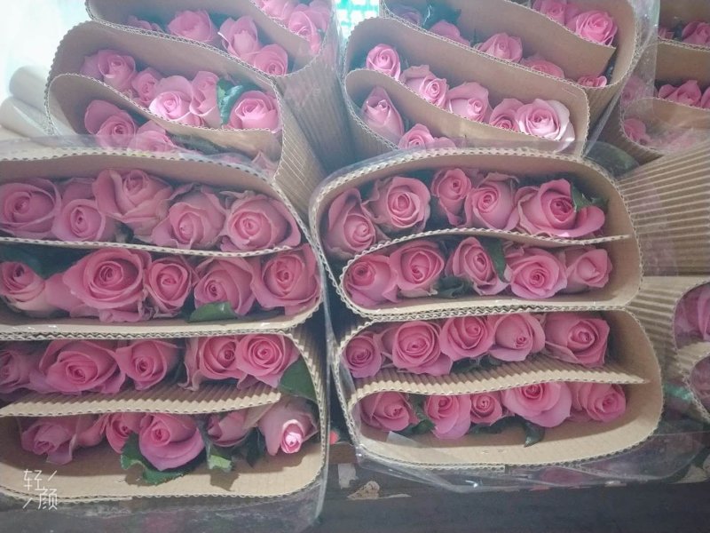 云南鲜花，基地直供，玫瑰花，百合，菊花，满天星，勿忘我等
