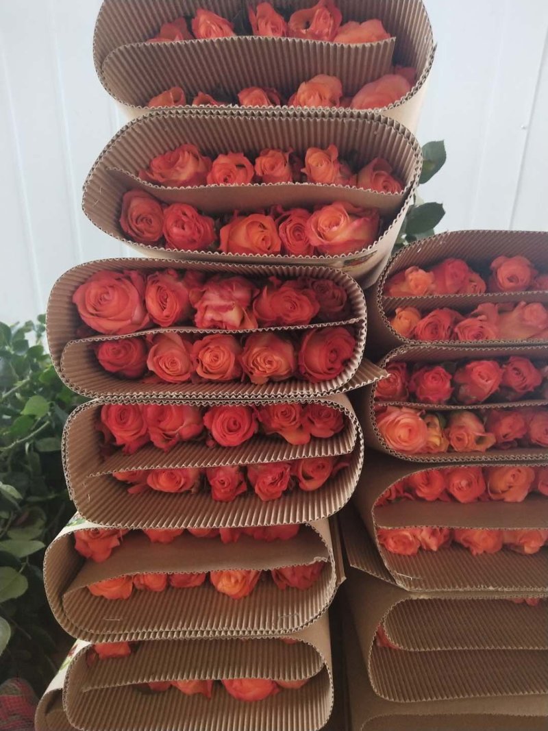 云南鲜花，基地直供，玫瑰花，百合，菊花，满天星，勿忘我等