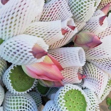 云南鲜花，基地直供，玫瑰花，百合，菊花，满天星，勿忘我等