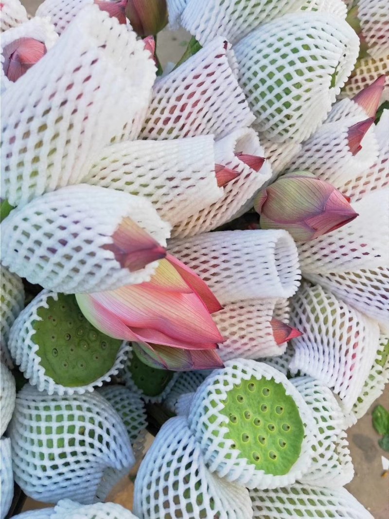 云南鲜花，基地直供，玫瑰花，百合，菊花，满天星，勿忘我等