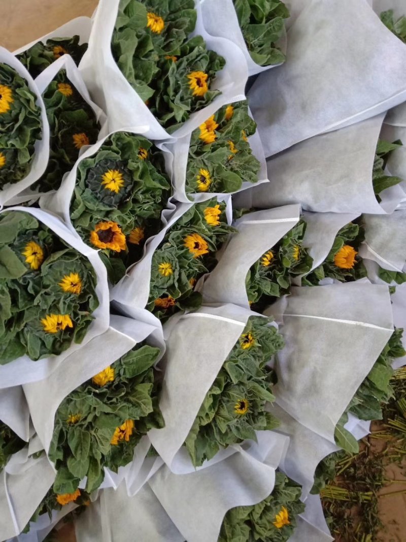 云南鲜花，基地直供，玫瑰花，百合，菊花，满天星，勿忘我等