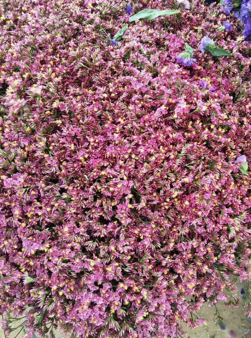 云南鲜花，基地直供，玫瑰花，百合，菊花，满天星，勿忘我等