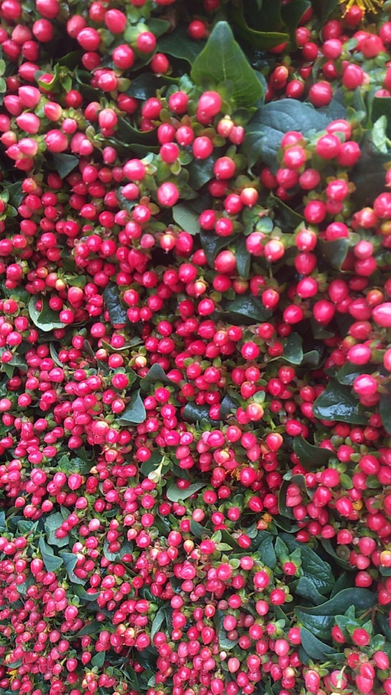 云南鲜花，基地直供，玫瑰花，百合，菊花，满天星，勿忘我等