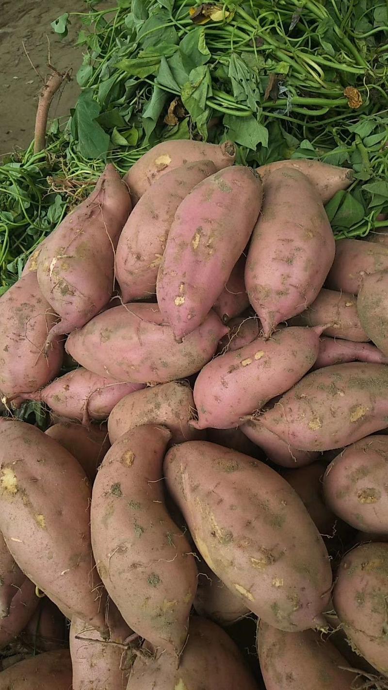 精品红薯龙薯九号黄心红薯红心，产地商超市场，加工厂养殖厂