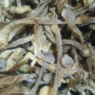 鹿茸菇