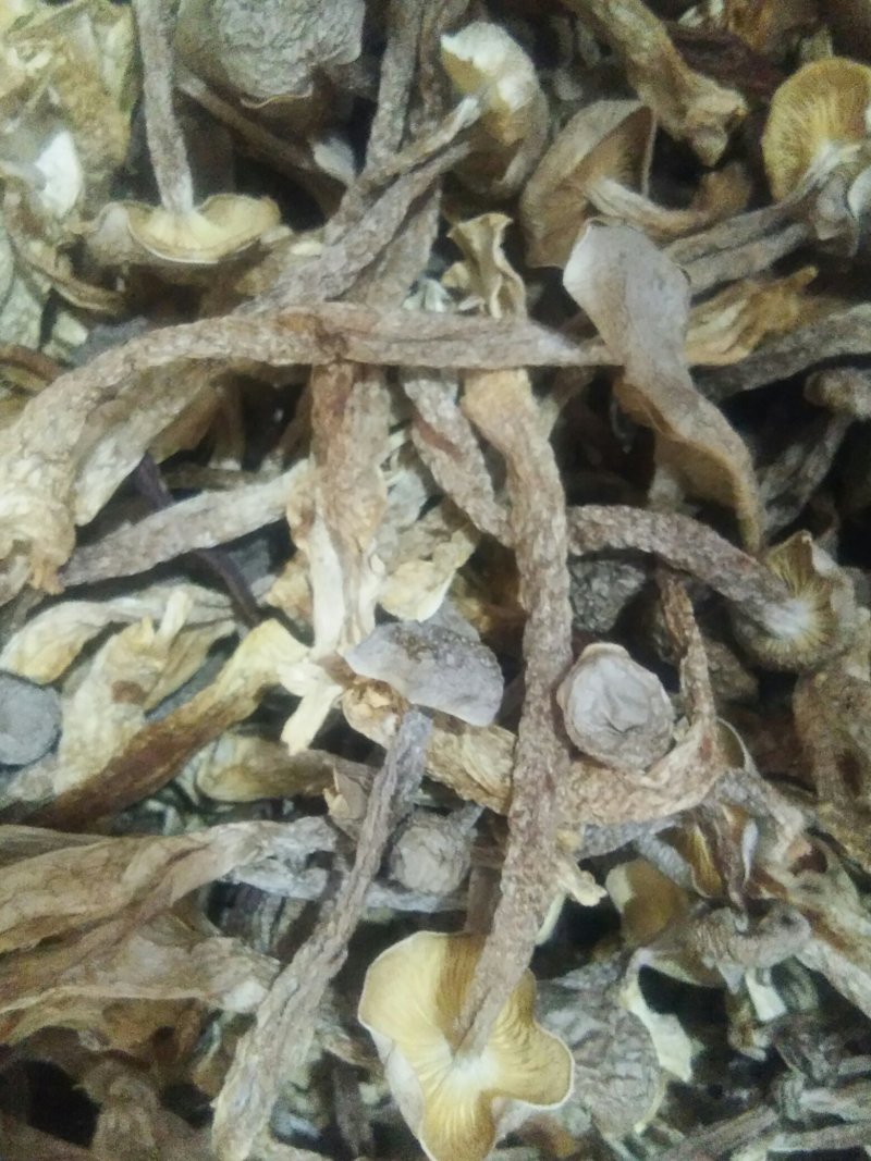 鹿茸菇