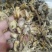 鹿茸菇