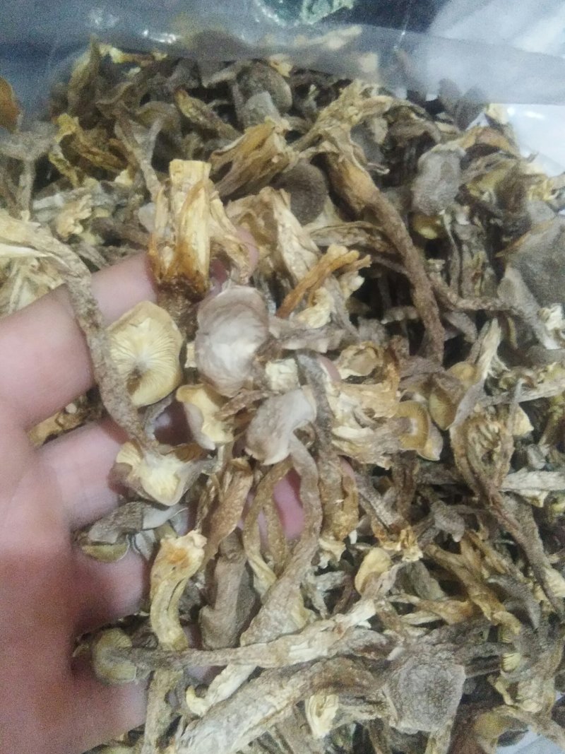 鹿茸菇