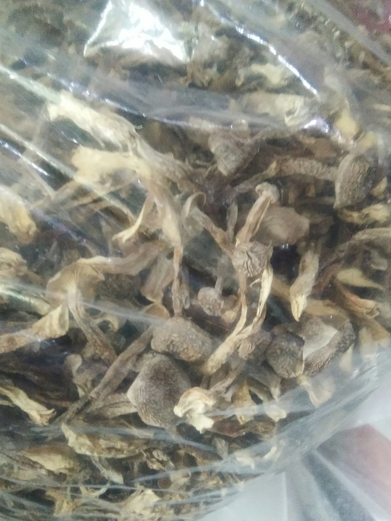 鹿茸菇