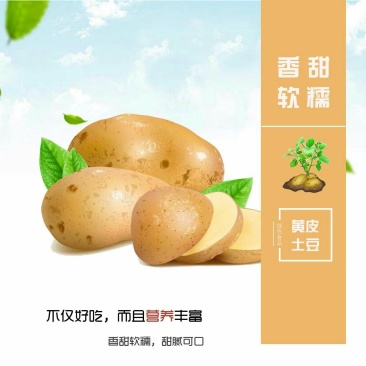 土豆