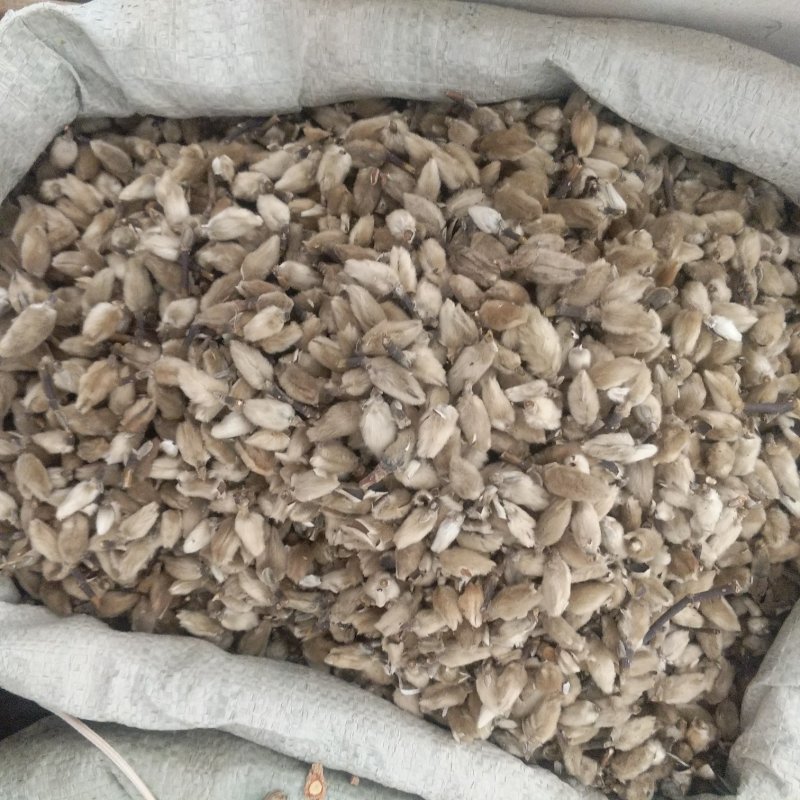 振兴药材批发供应辛夷花规格齐全产地直供一手货源全国发货