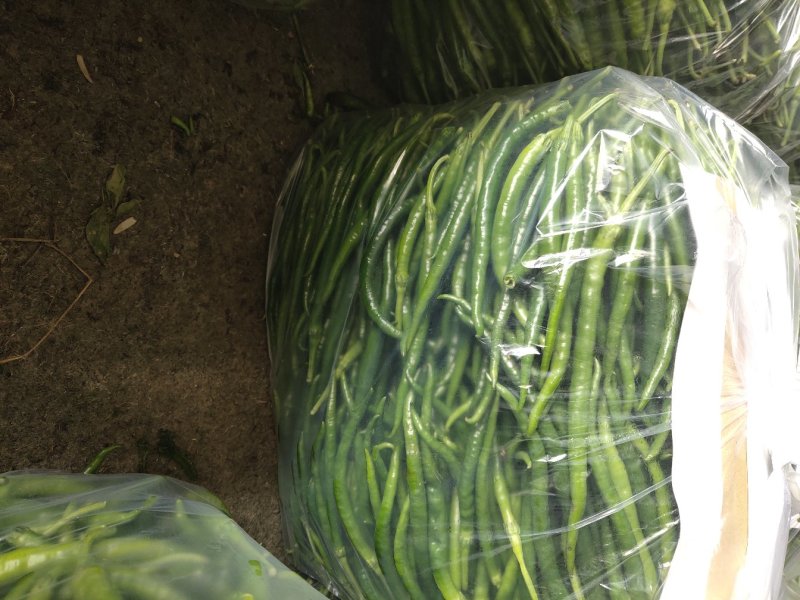 线椒大棚种植20厘米特辣当天采摘当天发货新鲜十足