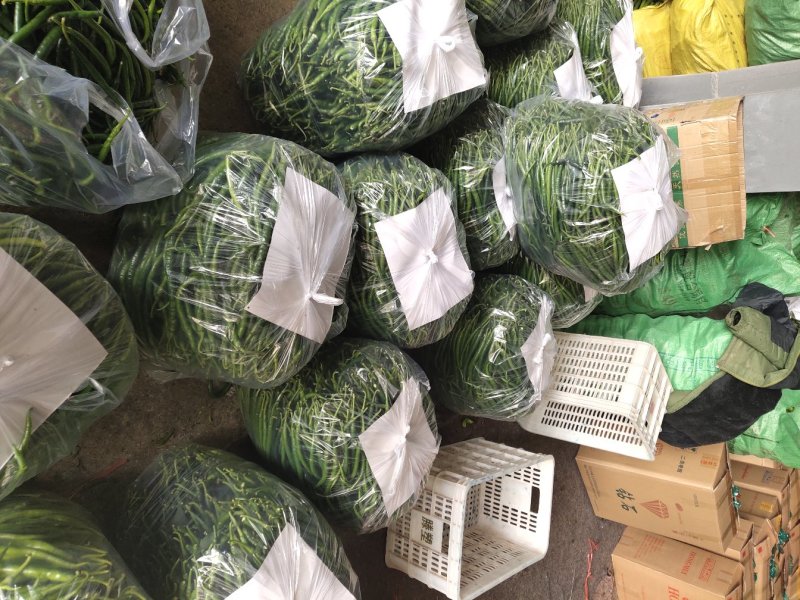 线椒大棚种植20厘米特辣当天采摘当天发货新鲜十足