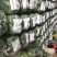 线椒大棚种植20厘米特辣当天采摘当天发货新鲜十足