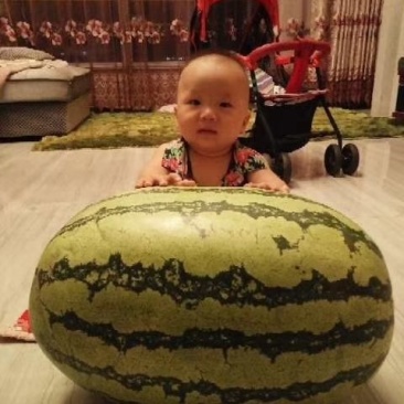 宁夏硒砂瓜