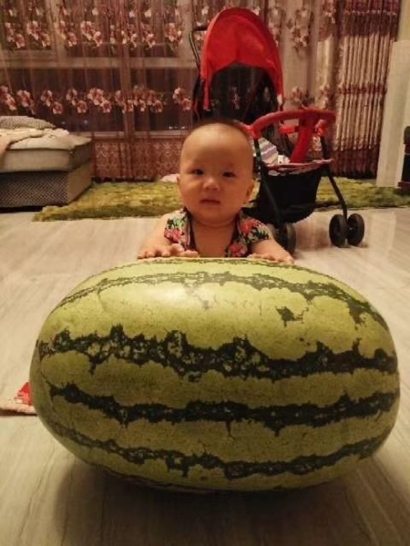宁夏硒砂瓜