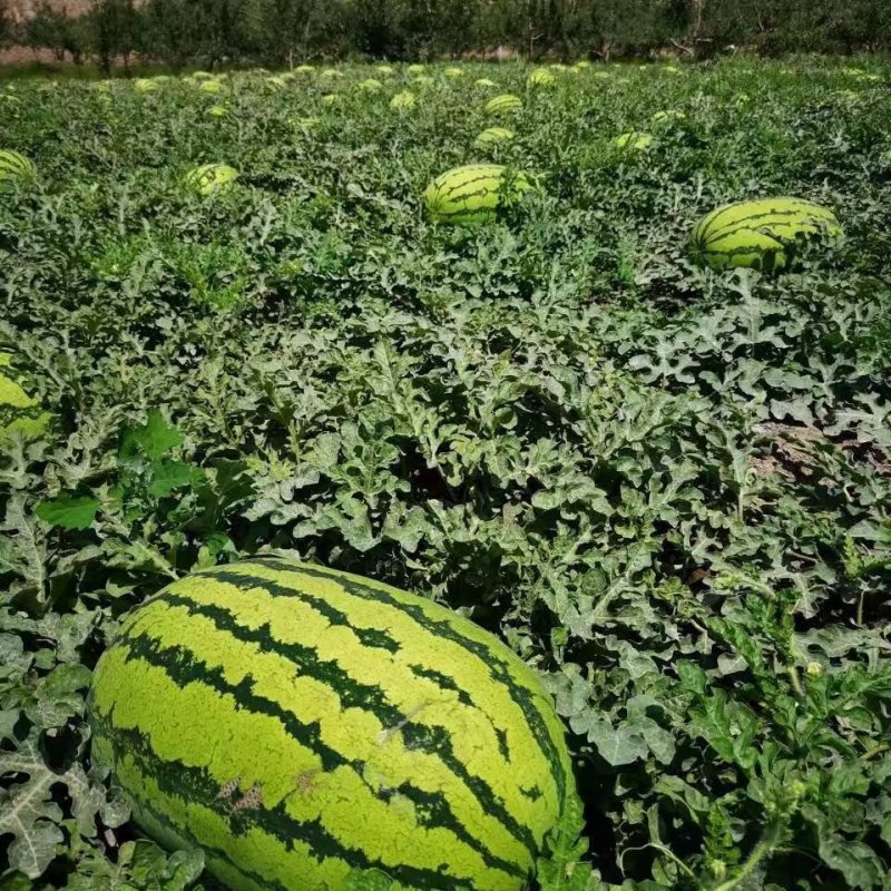宁夏硒砂瓜